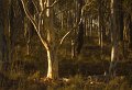 aranda bush x